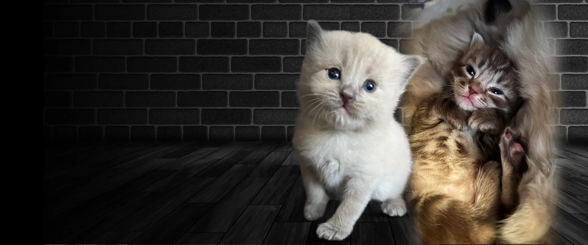 Luxury Cats